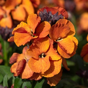 May include: A cluster of vibrant orange wallflower blossoms featuring four rounded petals each with delicate darker orange veining. The flowers are arranged in a dense head with some deep purple, unopened buds visible at the top centre of the stem.