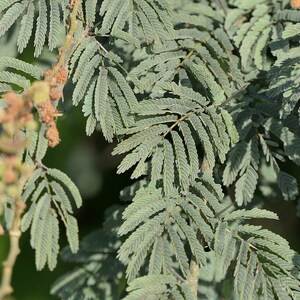 30-60 semillas de acacia de corteza blanca, Acacia Leucophloea, acacia de tallo blanco, acacia espinosa, acacia india, semillas de árboles tropicales imagen 11