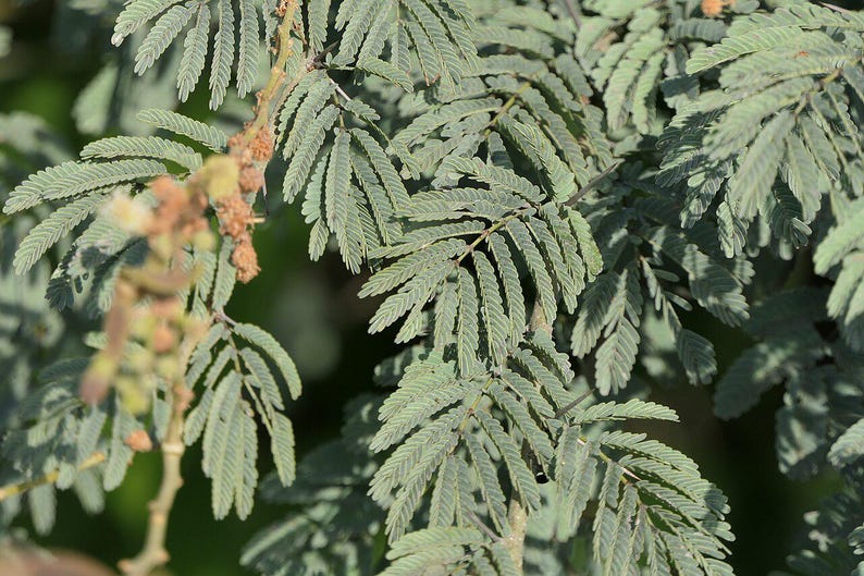 30-60 semillas de acacia de corteza blanca, Acacia Leucophloea, acacia de tallo blanco, acacia espinosa, acacia india, semillas de árboles tropicales imagen 11