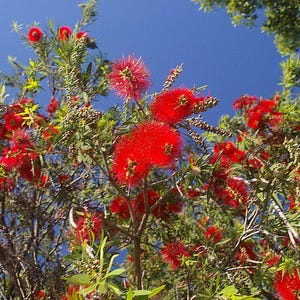 100-300 Samen der Trauer-Zylinderbürste (Melaleuca viminalis, Callistemon viminalis, Rote Zylinderbürste), 100+ Samen Bild 3