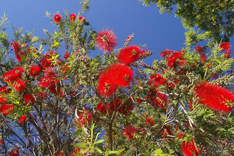 100-300 Samen der Trauer-Zylinderbürste (Melaleuca viminalis, Callistemon viminalis, Rote Zylinderbürste), 100+ Samen Bild 3