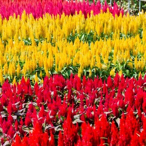100+ Celosia Plumosa Mieszanych Kolorowych Nasion, Celosia Argentea, Celozja Pióropuszowa zdjęcie 3