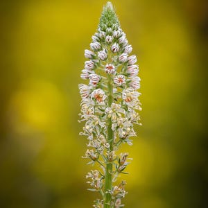 May include: A tall, slender flower spike featuring numerous small, white, star-shaped blossoms with delicate pinkish-brown stripes on the petals. The central stem is light green, and the florets are densely packed toward the pointed top.