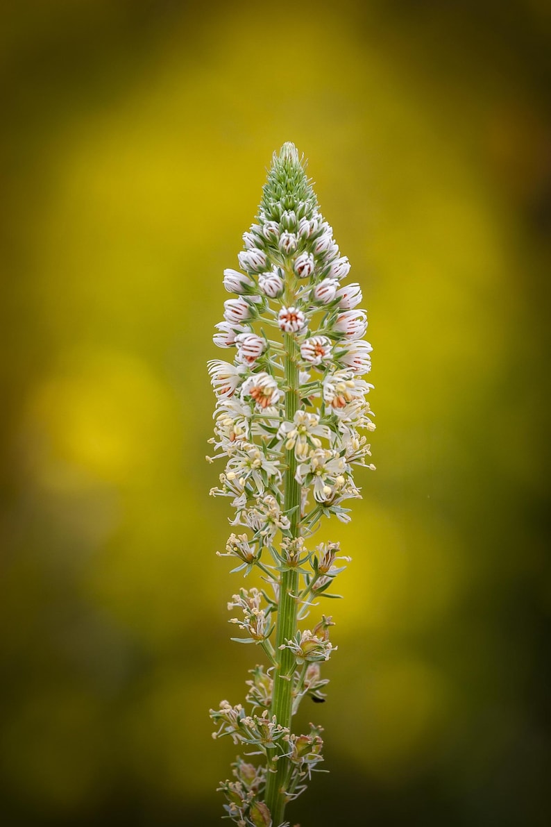 May include: A tall, slender flower spike featuring numerous small, white, star-shaped blossoms with delicate pinkish-brown stripes on the petals. The central stem is light green, and the florets are densely packed toward the pointed top.