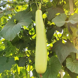 Op de afbeelding: Een lange, cilindervormige, lichtgroene fleskalebas die verticaal aan een rank hangt. De groente heeft een gladde, stevige schil en is omgeven door grote, brede, donkergroene bladeren met zichtbare nerven, bevestigd aan een netwerk van dunne stengels.