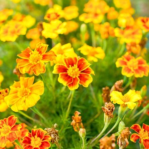 Peut inclure: Un groupe de fleurs de souci aux p&eacute;tales superpos&eacute;s dans des tons de jaune vif et d'orange profond. Les fleurs sont pr&eacute;sent&eacute;es &agrave; diff&eacute;rents stades de floraison, certaines &eacute;tant pleinement &eacute;panouies et d'autres montrant des signes de fl&eacute;trissement.