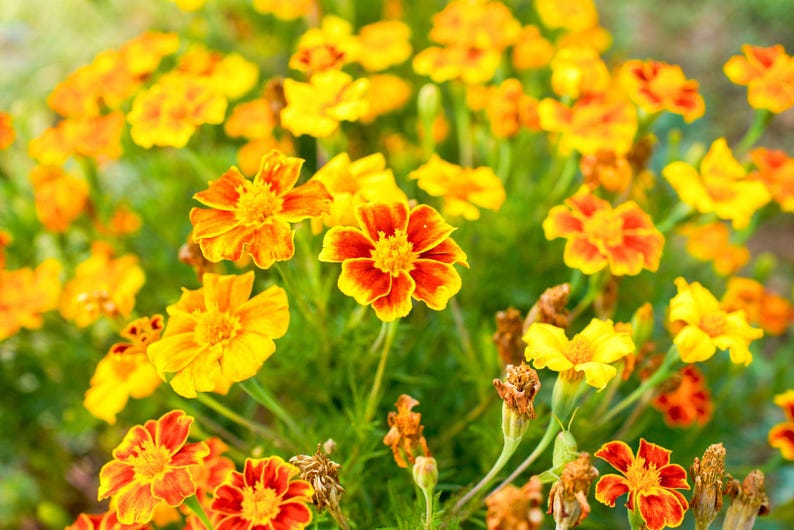 Peut inclure: Un groupe de fleurs de souci aux p&eacute;tales superpos&eacute;s dans des tons de jaune vif et d'orange profond. Les fleurs sont pr&eacute;sent&eacute;es &agrave; diff&eacute;rents stades de floraison, certaines &eacute;tant pleinement &eacute;panouies et d'autres montrant des signes de fl&eacute;trissement.