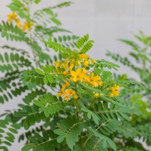 20-70 Kassodboomzaden, Senna siamea, Gele Cassia, Schaduwboom afbeelding 10