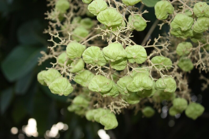 Pu&ograve; includere: Un grappolo di baccelli di semi color verde pallido e cartacei attaccati a sottili steli ramificati. I piccoli baccelli arrotondati e leggermente lobati presentano una superficie strutturata e sono disposti in una formazione densa e pendente.