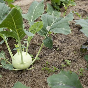 以下が含まれることがあります： 土から生えている淡い緑色の球根状の茎を持つコールラビの植物。この植物は、中央の球根から上に向かって伸びる、目立つ葉脈を持ついくつかの大きく幅の広い緑色の葉を特徴としており、マルチや他の葉に囲まれています。