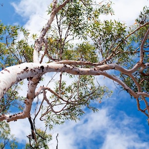 200+ River Red Gum Seeds, Eucalyptus camaldulensis, Shade Tree image 1