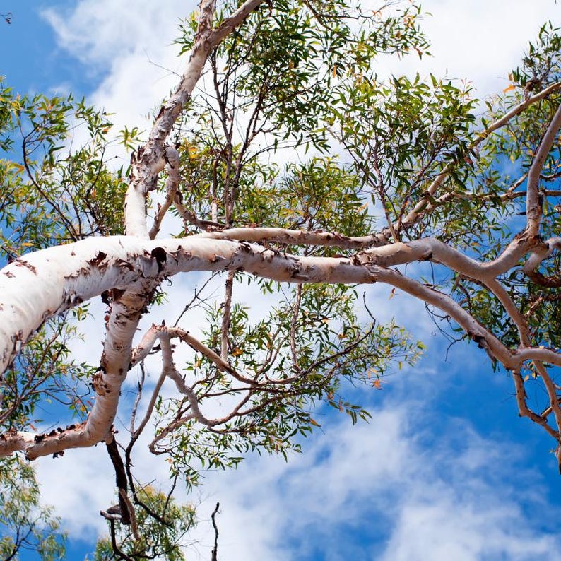 200+ River Red Gum Seeds, Eucalyptus camaldulensis, Shade Tree image 1