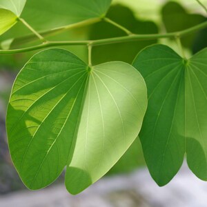 May include: A branch featuring multiple vibrant green leaves with a distinct heart-shaped, bilobed structure. The leaves display prominent, radiating veins and a smooth texture, with some areas illuminated by bright sunlight, creating a contrast.