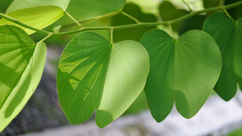 May include: A branch featuring multiple vibrant green leaves with a distinct heart-shaped, bilobed structure. The leaves display prominent, radiating veins and a smooth texture, with some areas illuminated by bright sunlight, creating a contrast.