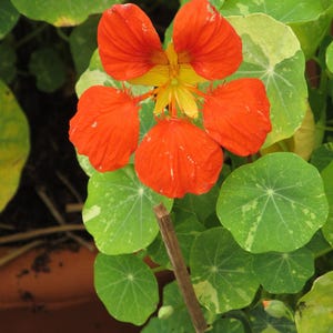 20+ Kapuzinerkresse-Alaska-Mischung (Tropaeolum majus, Kapuzinerkresseblüte, Gartenpflanze) Bild 6