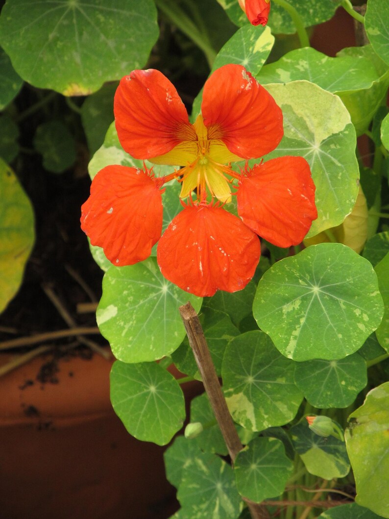 20+ Kapuzinerkresse-Alaska-Mischung (Tropaeolum majus, Kapuzinerkresseblüte, Gartenpflanze) Bild 6