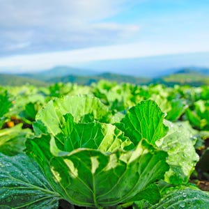 100+ Cabbage Express Seeds, Brassica oleracea, Crucifers image 3