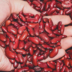 10-30 semillas de frijol rajma rojo, Phaseolus vulgaris, verdura de frijol. imagen 3