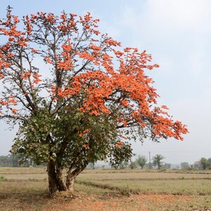 May include: A deciduous tree with a thick, gnarled trunk and spreading branches covered in vibrant orange flowers. The tree features clusters of bright orange blossoms contrasting with dark green leaves, standing alone in a dry, open field.