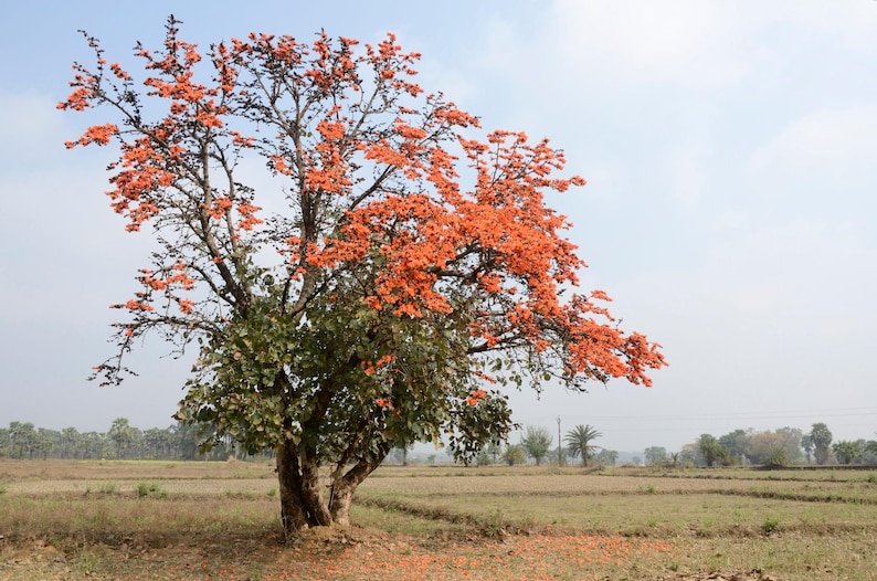 May include: A deciduous tree with a thick, gnarled trunk and spreading branches covered in vibrant orange flowers. The tree features clusters of bright orange blossoms contrasting with dark green leaves, standing alone in a dry, open field.