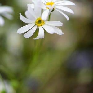 Peut inclure: Deux fleurs de marguerite blanches avec des p&eacute;tales fins et allong&eacute;s et des c&oelig;urs jaune vif. Les fleurs sont plac&eacute;es sur de fines tiges vertes, les p&eacute;tales rayonnant vers l'ext&eacute;rieur depuis le disque central en une floraison ouverte.