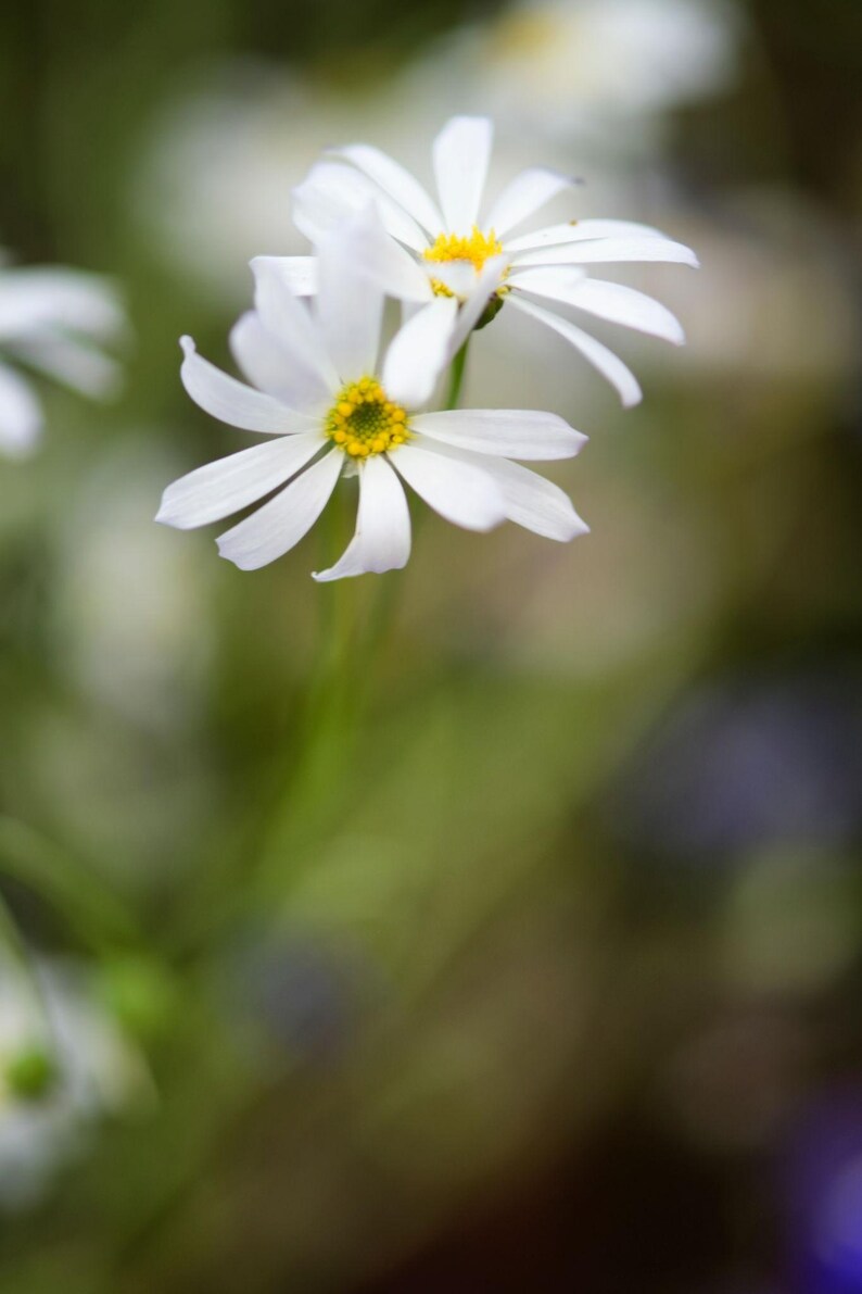 Peut inclure: Deux fleurs de marguerite blanches avec des p&eacute;tales fins et allong&eacute;s et des c&oelig;urs jaune vif. Les fleurs sont plac&eacute;es sur de fines tiges vertes, les p&eacute;tales rayonnant vers l'ext&eacute;rieur depuis le disque central en une floraison ouverte.