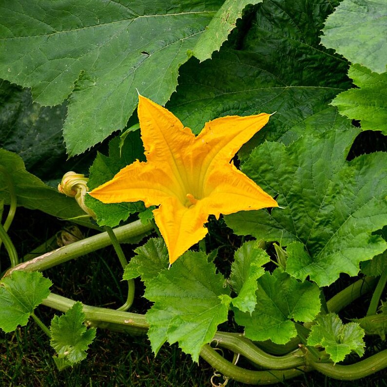 15+ Chappan Kaddu frön, Cucurbita pepo, indisk zucchini, sommarsquash bild 6