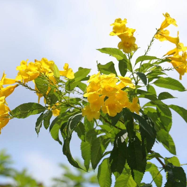 60-300 semi di sambuco giallo, Tecoma stans, campanule gialle, arbusto fiorito immagine 10
