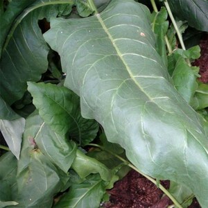 Tabac ornemental à feuilles larges du Connecticut, 50-100-300 graines – Plante ancienne de Nicotiana, graines fraîches pour le jardin image 7