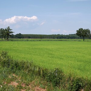 Oltre 300 semi di riso Basmati, Oryza sativa, riso Basmati indiano, riso aromatico immagine 3