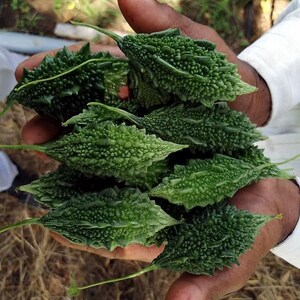 Pode incluir: Um grupo de v&aacute;rios mel&otilde;es-de-s&atilde;o-caetano frescos, cada um apresentando uma casca verde-escura distintamente irregular e verrugosa, com um formato oblongo e pontiagudo. Estes vegetais est&atilde;o agrupados, destacando as suas superf&iacute;cies.