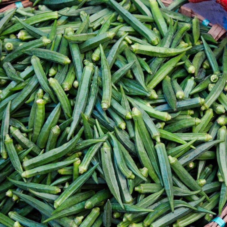15+ Durgesh Nandani Okra Seeds, Abelmoschus esculentus, Bhindi, Indian Lady Finger image 11