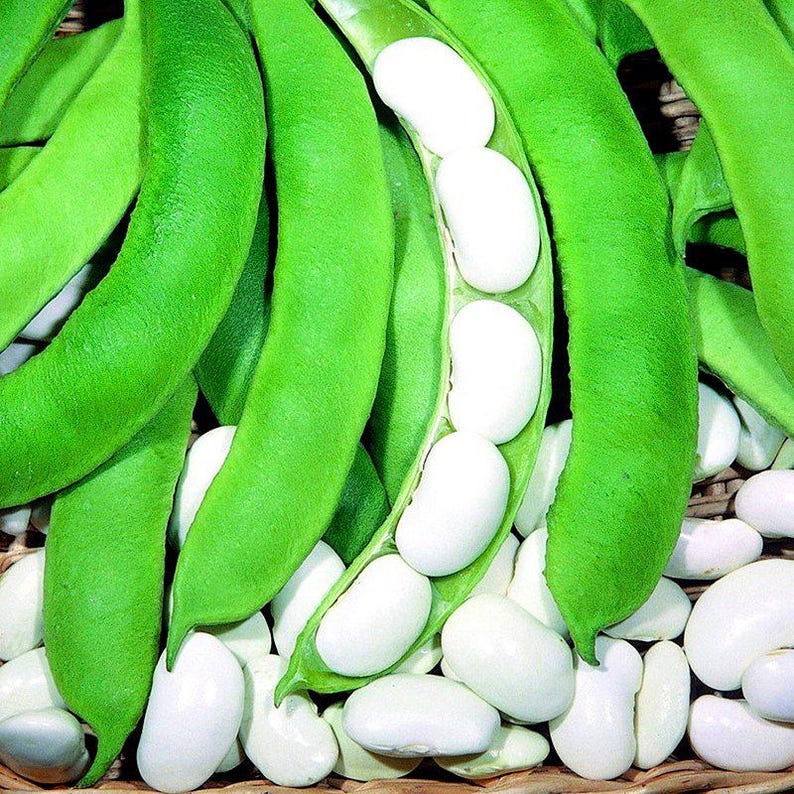 10-30 Sementes de Feijão Branco (Phaseolus vulgaris), Feijão Branco, Feijão Branco Pequeno imagem 8