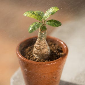 Más de 20 semillas de Dorstenia Foetida, planta de caudex rara, suculenta de madera apestosa, semillas de plantas exóticas de colección. imagen 2