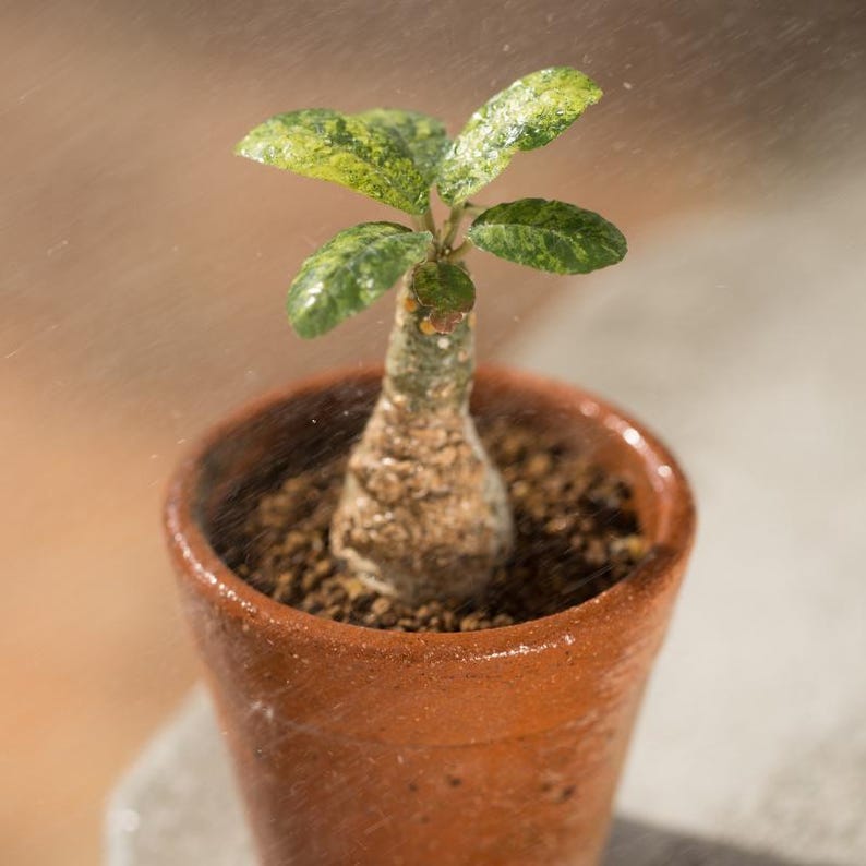 Más de 20 semillas de Dorstenia Foetida, planta de caudex rara, suculenta de madera apestosa, semillas de plantas exóticas de colección. imagen 2
