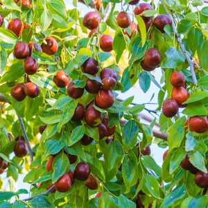 K&ouml;nnte beinhalten: Ein Jujubenbaumzweig, behangen mit zahlreichen kleinen, runden, glattschaligen Fr&uuml;chten, die ihre Farbe von hellgr&uuml;n zu einem tiefen Rotbraun ver&auml;ndern. Die Fr&uuml;chte sind zwischen lebhaft gr&uuml;nen, ovalen Bl&auml;ttern an d&uuml;nnen, holzigen Zweigen verteilt.