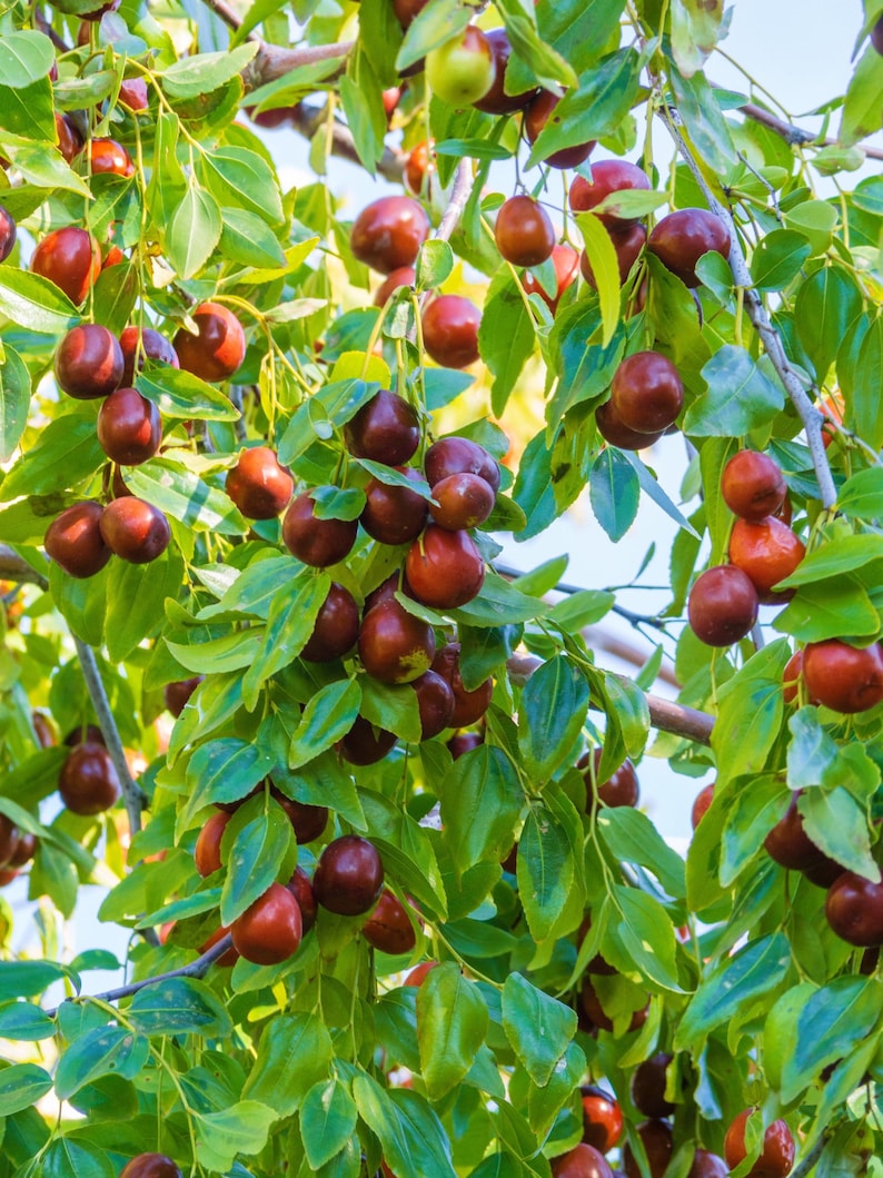 K&ouml;nnte beinhalten: Ein Jujubenbaumzweig, behangen mit zahlreichen kleinen, runden, glattschaligen Fr&uuml;chten, die ihre Farbe von hellgr&uuml;n zu einem tiefen Rotbraun ver&auml;ndern. Die Fr&uuml;chte sind zwischen lebhaft gr&uuml;nen, ovalen Bl&auml;ttern an d&uuml;nnen, holzigen Zweigen verteilt.