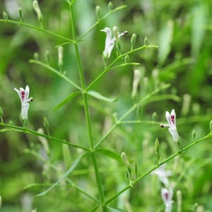100-500 Green Chiretta Seeds, Andrographis paniculata, Kalmegh Herb image 1
