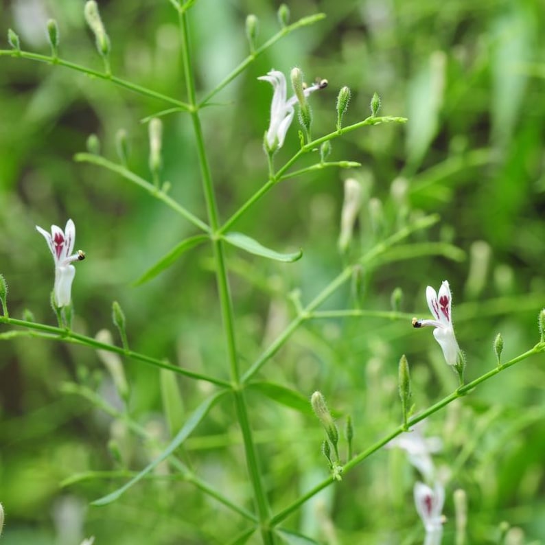 100-500 Green Chiretta Seeds, Andrographis paniculata, Kalmegh Herb image 1