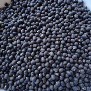 100-300 semillas de frijol mungo negro, Vigna radiata, Kali Mung, germinadas imagen 6