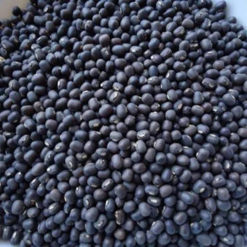 100-300 semillas de frijol mungo negro, Vigna radiata, Kali Mung, germinadas imagen 6