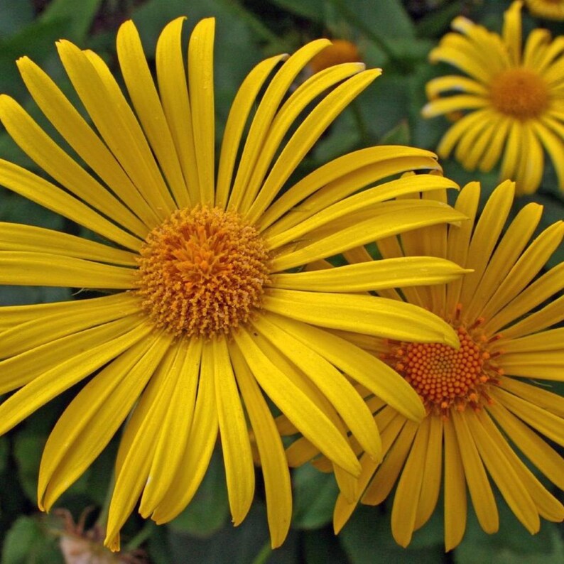 200+ nasion omanu wielkiego, Inula helenium, wysoka żółta roślina polna zdjęcie 1
