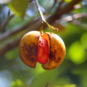 3+ semillas de nuez moscada, Myristica fragrans, árbol de nuez moscada, árbol de especias tropicales imagen 11