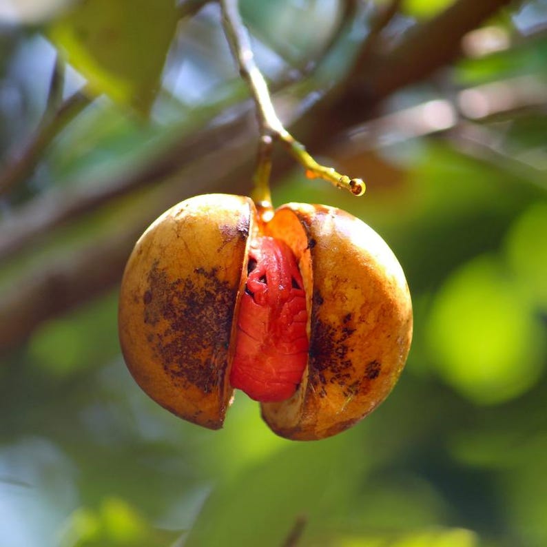 3+ semillas de nuez moscada, Myristica fragrans, árbol de nuez moscada, árbol de especias tropicales imagen 11