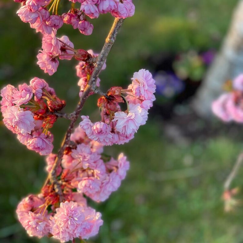 5-10 semillas de cerezo japonés, Prunus serrulata, árbol de flor de sakura. imagen 8