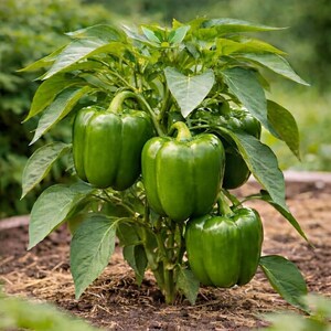 Puede incluir: Una planta de pimiento verde creciendo en la tierra, con tres pimientos verdes grandes, brillantes y vibrantes que cuelgan de tallos robustos, rodeados de hojas verdes anchas y puntiagudas que se extienden desde el tallo central.