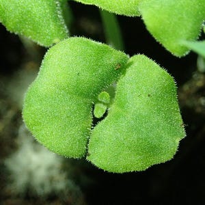 Oltre 100 semi di salvia scarlatta, Salvia splendens rossa per vasi e bordure fiorite immagine 6