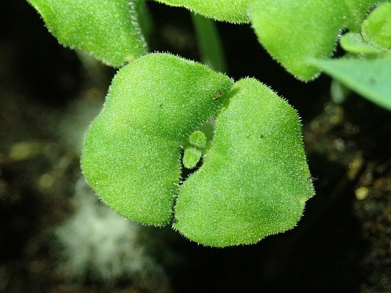 Oltre 100 semi di salvia scarlatta, Salvia splendens rossa per vasi e bordure fiorite immagine 6