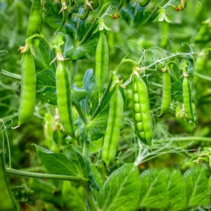 Más de 20 semillas de guisantes verdes Arkel, Pisum sativum, legumbres y cereales imagen 1