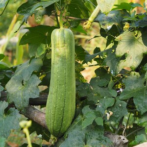 Op de afbeelding: Een lange, cilindervormige groene luffa-vrucht die aan een rank hangt. De groente heeft een getextureerd, geribbeld oppervlak met verticale lijnen over de gehele lengte. Het is omgeven door grote, groene, gelobde bladeren en dunne ranken.